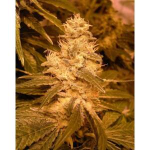 Female Seeds Auto Kush