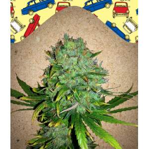 Female Seeds Auto NL