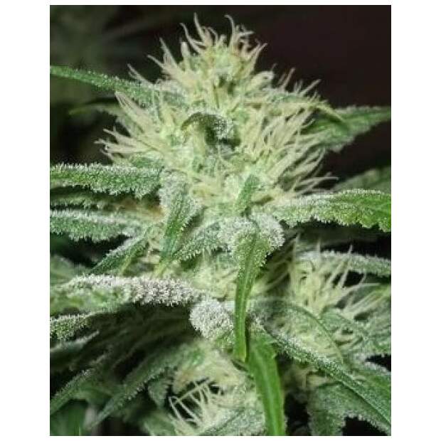 Female Seeds Auto Speed Bud