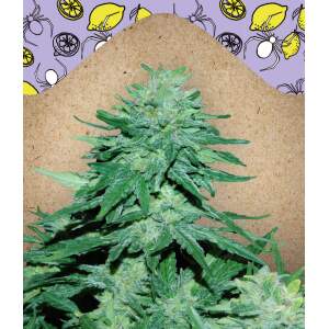 Female Seeds Auto Wwxbb (White Widow X Big Bud)