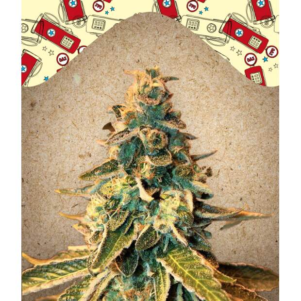 Female Seeds Chem OG