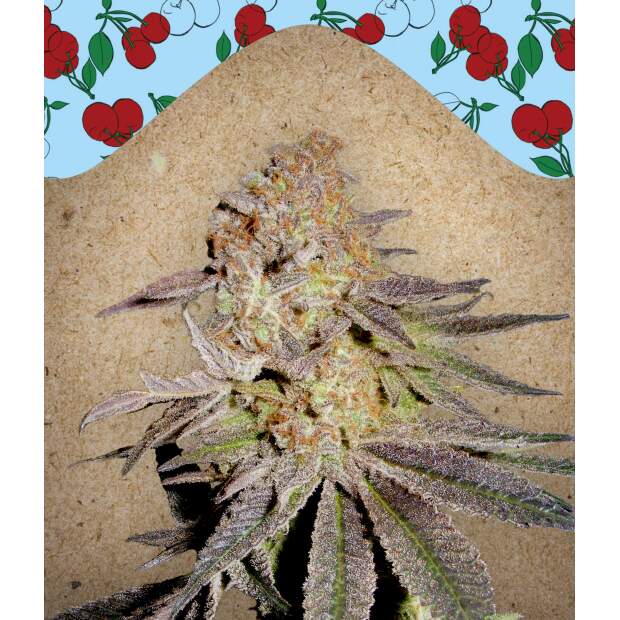 Female Seeds Cherry Pie