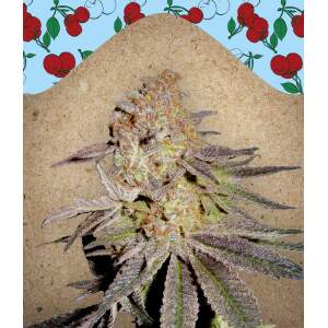 Female Seeds Cherry Pie