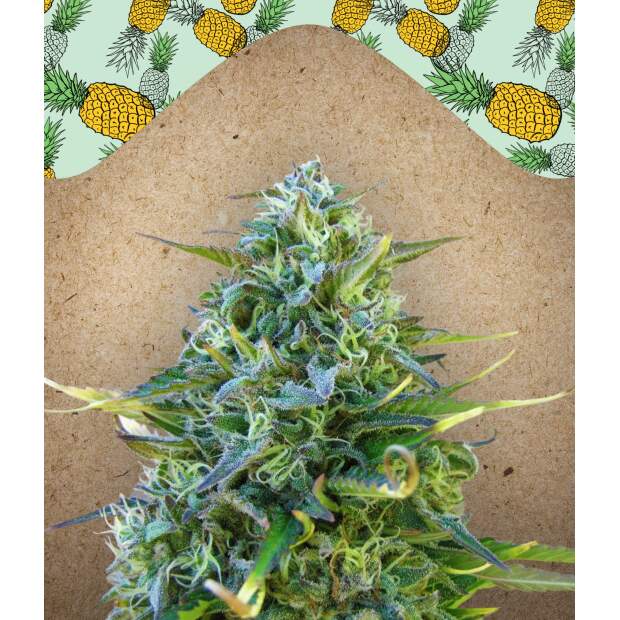 Female Seeds Critical Sour
