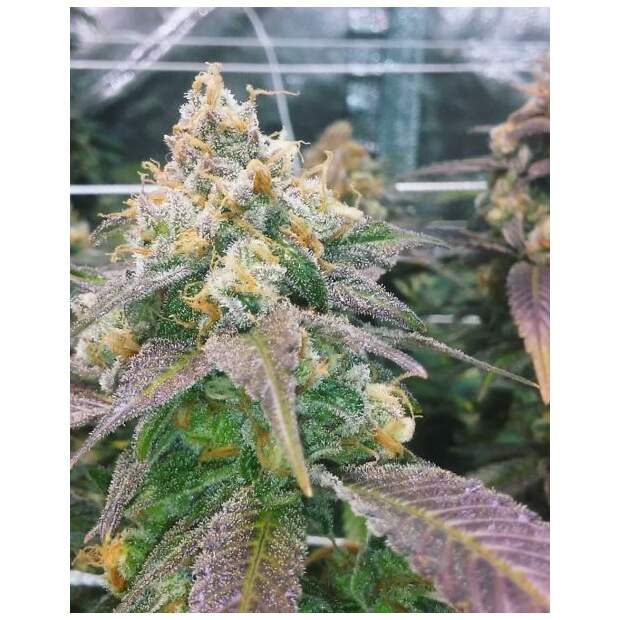 Female Seeds Dream Berry