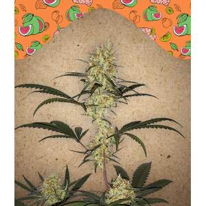 Female Seeds Grape Amnesia