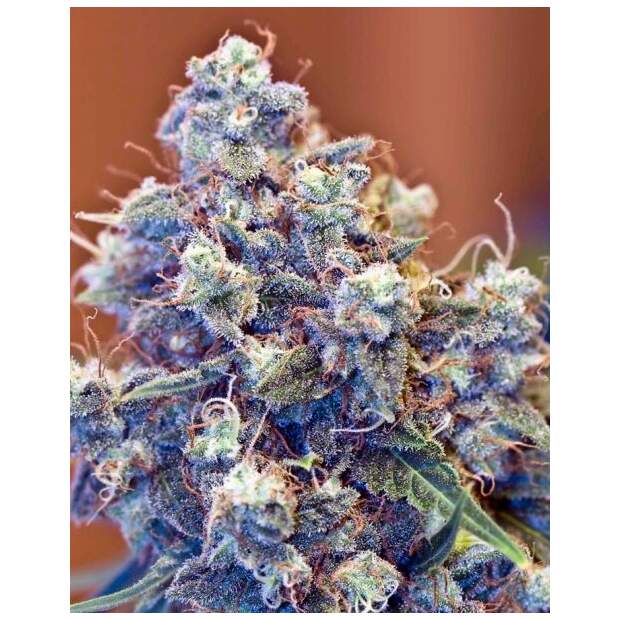 Female Seeds Iced Grapefruit