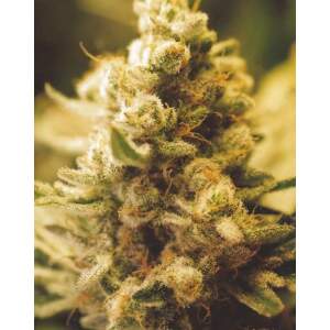 Female Seeds Lemon Kush