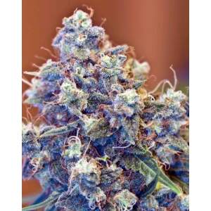 Female Seeds Red Purps