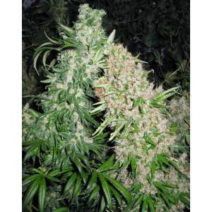 Female Seeds Skunk Special