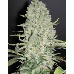 Female Seeds Wwxbb (White Widow X Big Bud)