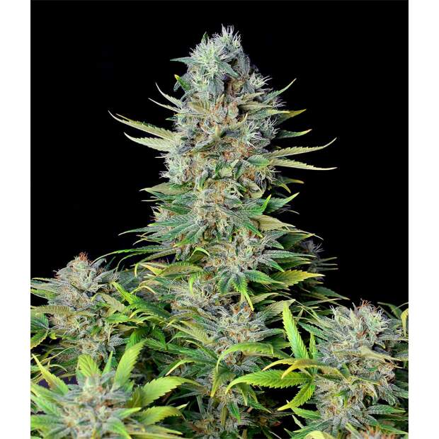 Genehtik Seeds Northern Lights Auto