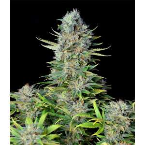 Genehtik Seeds Northern Lights Auto
