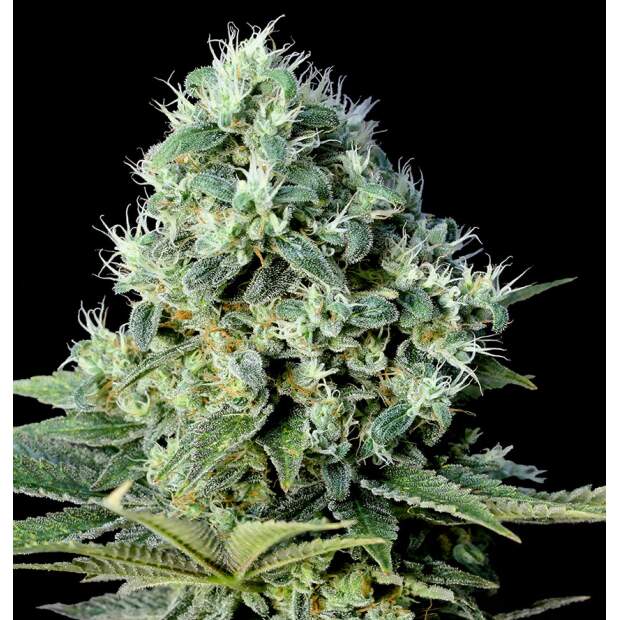Genehtik Seeds Santa Bilbo