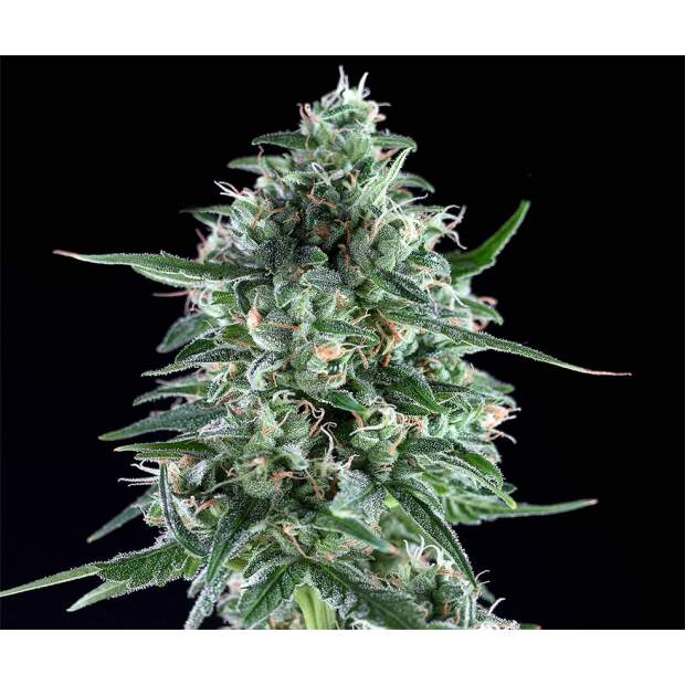Genehtik Seeds Txees Bilbo