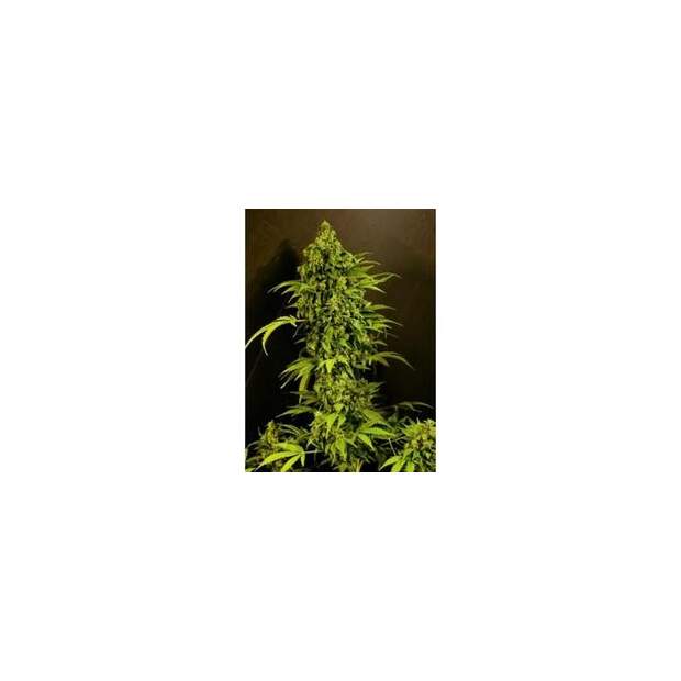 Grassomatic Auto Mass