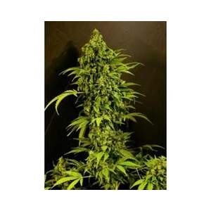 Grassomatic Auto Mass