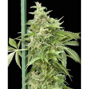 Grassomatic Haze Gom Auto