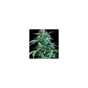 Grassomatic Maxi Haze Auto