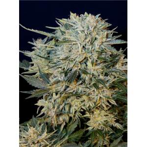 Grassomatic Sugar Gom Auto