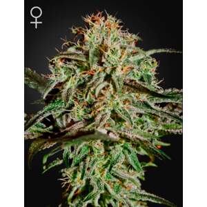 Green House Seeds A.M.S