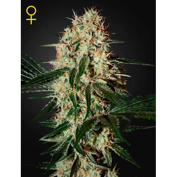 Green House Seeds Arjans Haze #3