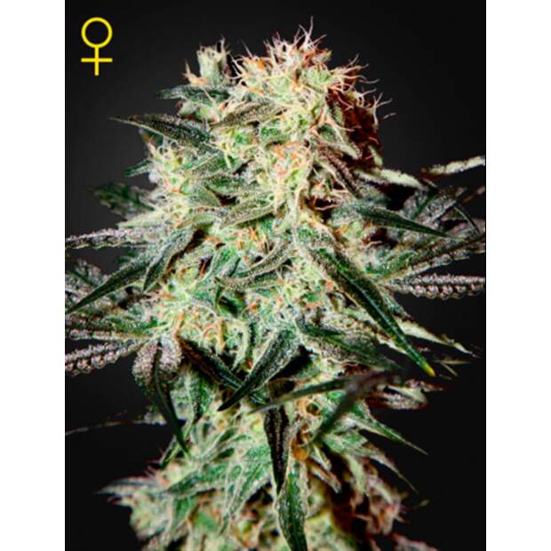Green House Seeds Arjans Strawberry Haze