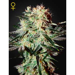 Green House Seeds Arjans Strawberry Haze