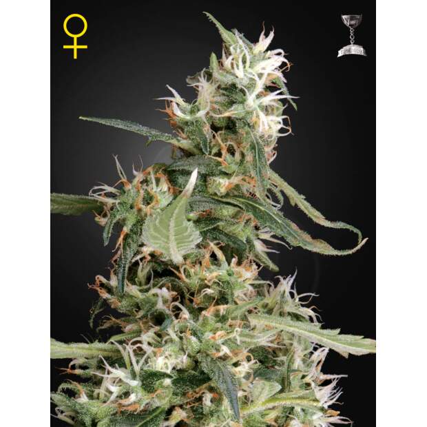 Green House Seeds Arjans Ultra Haze #1