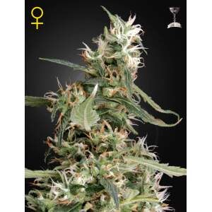 Green House Seeds Arjans Ultra Haze #1
