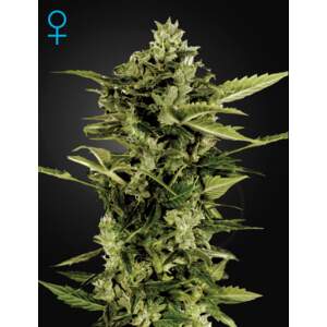 Green House Seeds Auto-Bomb