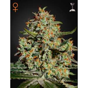 Green House Seeds Big Bang