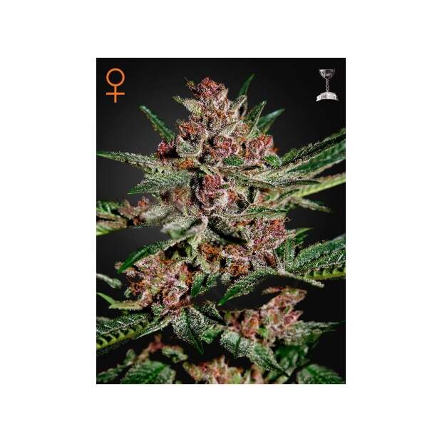 Green House Seeds Bubba Kush