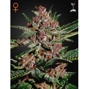 Green House Seeds Bubba Kush