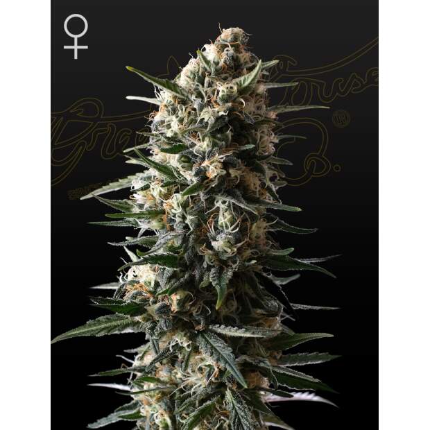 Green House Seeds Bubba Slush