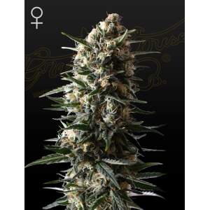 Green House Seeds Bubba Slush