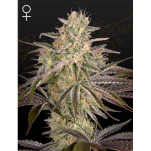 Green House Seeds Cloud Walker