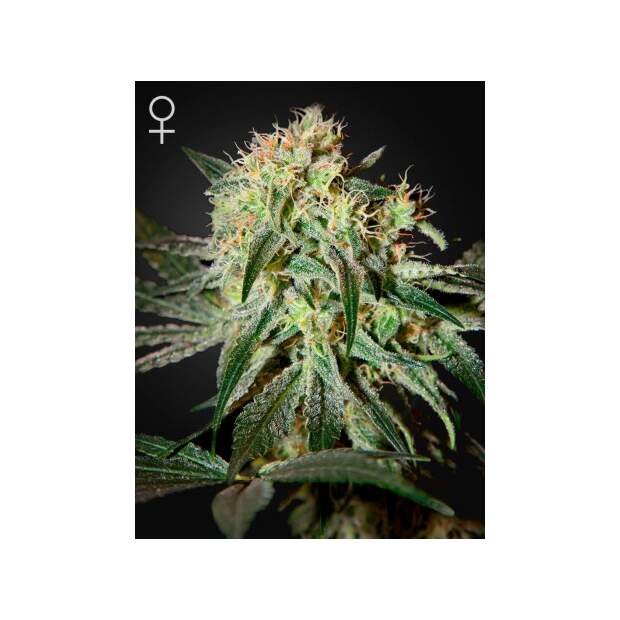Green House Seeds Damn Sour