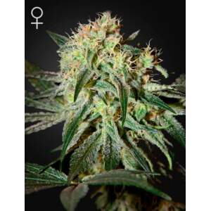 Green House Seeds Damn Sour