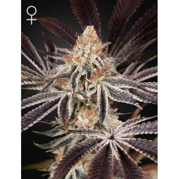 Green House Seeds Dark Phoenix