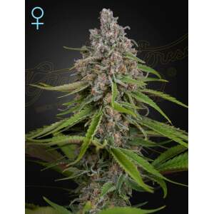 Green House Seeds CBD Deep Candy