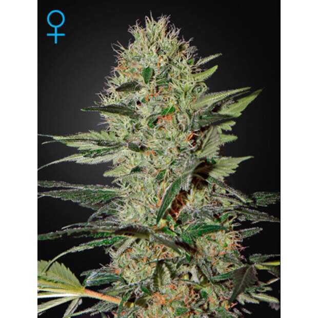 Green House Seeds Exodus Cheese Auto