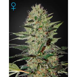 Green House Seeds Exodus Cheese Auto