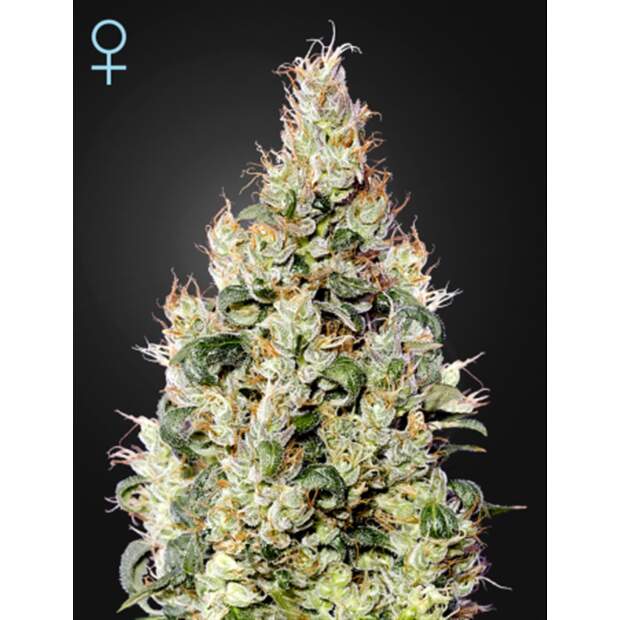 Green House Seeds Exodus Cheese Auto CBD 10 pcs feminised