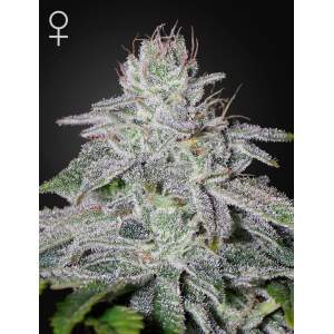 Green House Seeds Francos Lemon Cheese