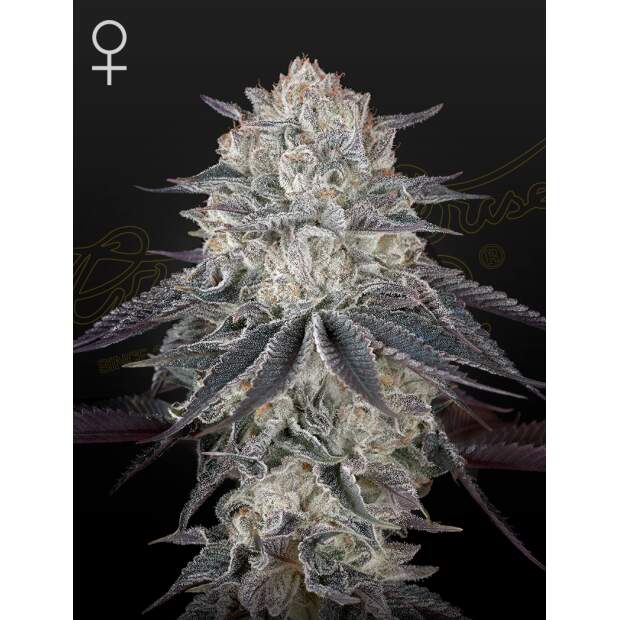 Green House Seeds Fullgas