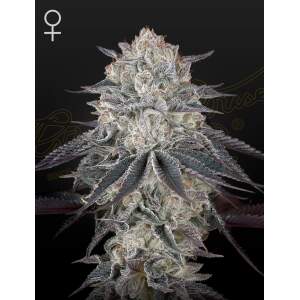 Green House Seeds Fullgas
