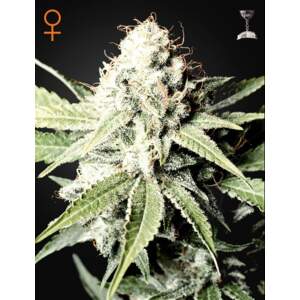 Green House Seeds Great White Shark