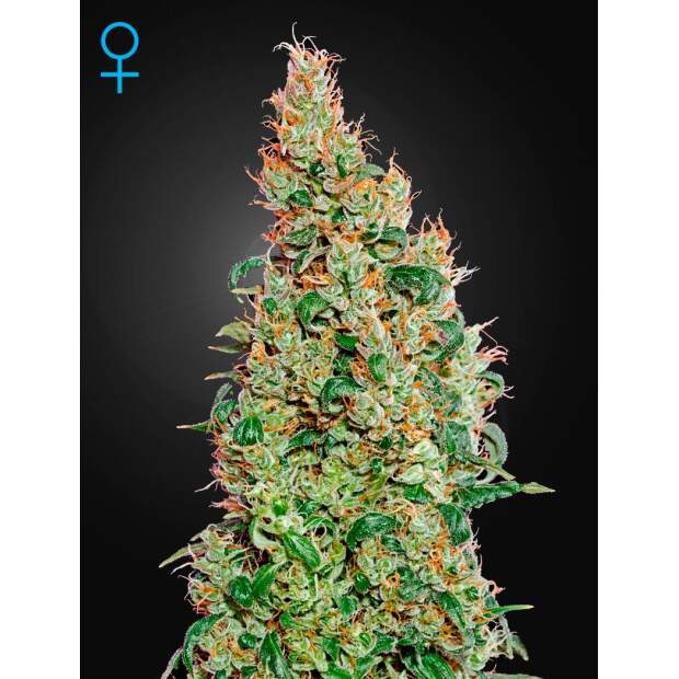 Green House Seeds Green-O-Matic Auto