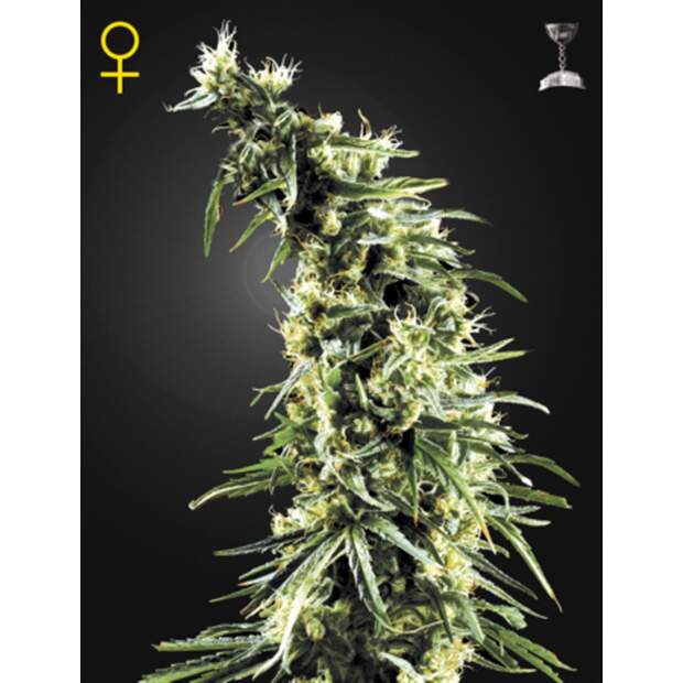 Green House Seeds Hawaiian Snow